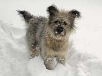 cane toccatore puppy on the snow